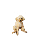 モコス公式スタンプ（個別スタンプ：9）
