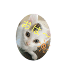 凶暴天使猫 ルーシェ2（個別スタンプ：6）