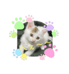 凶暴天使猫 ルーシェ2（個別スタンプ：8）