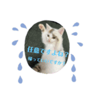 凶暴天使猫 ルーシェ2（個別スタンプ：10）
