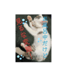 凶暴天使猫 ルーシェ2（個別スタンプ：11）