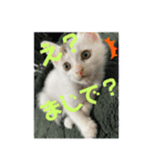 凶暴天使猫 ルーシェ2（個別スタンプ：12）