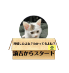 凶暴天使猫 ルーシェ2（個別スタンプ：13）