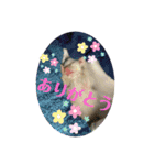 凶暴天使猫 ルーシェ2（個別スタンプ：15）