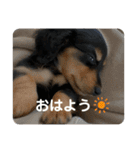 八木橋家のぽんず（個別スタンプ：4）