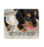 八木橋家のぽんず（個別スタンプ：7）