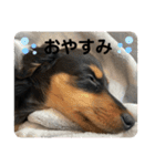 八木橋家のぽんず（個別スタンプ：9）