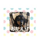 八木橋家のぽんず（個別スタンプ：16）