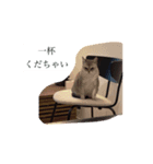 ユーカリプトとゆかいななかまたち（個別スタンプ：3）