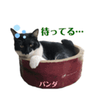 うちのパンダくん④（個別スタンプ：6）