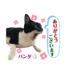 うちのパンダくん④（個別スタンプ：9）