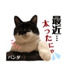 うちのパンダくん④（個別スタンプ：12）
