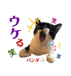 うちのパンダくん④（個別スタンプ：13）