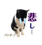 うちのパンダくん④（個別スタンプ：14）