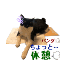 うちのパンダくん④（個別スタンプ：16）
