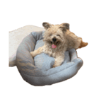 もち犬スタンプ（個別スタンプ：1）