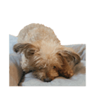 もち犬スタンプ（個別スタンプ：2）