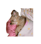 もち犬スタンプ（個別スタンプ：3）
