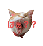 おでぶ茶々丸のスタンプ（個別スタンプ：5）