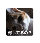 おでぶ茶々丸のスタンプ（個別スタンプ：6）