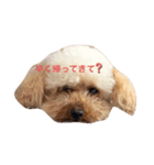 トイプードル1008（個別スタンプ：1）