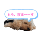 トイプードル1008（個別スタンプ：6）