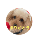 トイプードル1008（個別スタンプ：7）