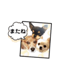 チャッピーチョコラッキー毎日（個別スタンプ：9）