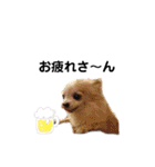 チャッピーチョコラッキー毎日（個別スタンプ：12）
