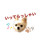 チャッピーチョコラッキー毎日（個別スタンプ：15）