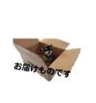 チャッピーチョコラッキー毎日（個別スタンプ：40）