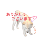 白柴スタンプ【家庭会話編】（個別スタンプ：5）