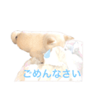 白柴スタンプ【家庭会話編】（個別スタンプ：7）