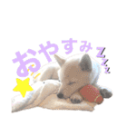 白柴スタンプ【家庭会話編】（個別スタンプ：10）