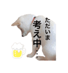白柴スタンプ【家庭会話編】（個別スタンプ：18）