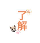 白柴スタンプ【家庭会話編】（個別スタンプ：20）