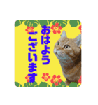 りん太のスタンプ（個別スタンプ：1）