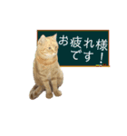 りん太のスタンプ（個別スタンプ：5）