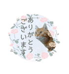 りん太のスタンプ（個別スタンプ：6）