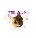 りん太のスタンプ（個別スタンプ：8）