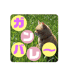 りん太のスタンプ（個別スタンプ：12）