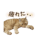りん太のスタンプ（個別スタンプ：20）