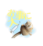 りん太のスタンプ（個別スタンプ：22）