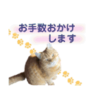 りん太のスタンプ（個別スタンプ：23）