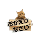 りん太のスタンプ（個別スタンプ：27）