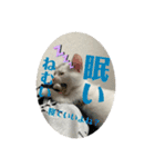 凶暴天使猫 3（個別スタンプ：1）