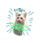 凶暴天使猫 3（個別スタンプ：4）