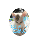 凶暴天使猫 3（個別スタンプ：6）