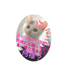 凶暴天使猫 3（個別スタンプ：7）