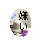 凶暴天使猫 3（個別スタンプ：8）